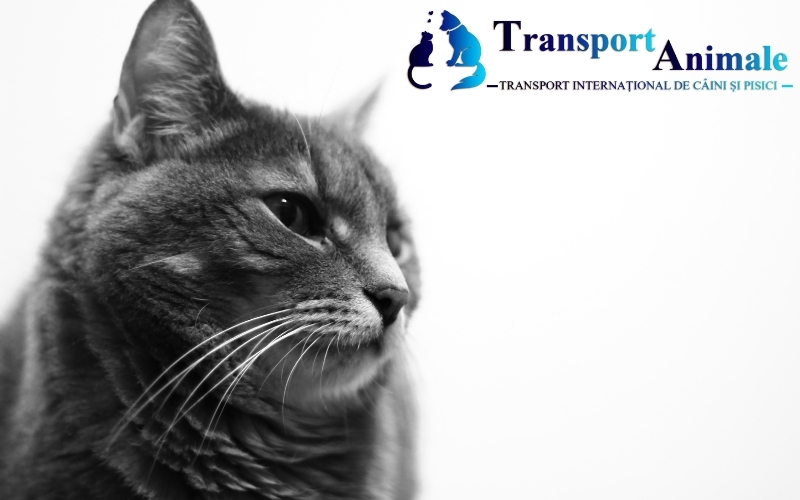 Transport pisici UK în timpul iernii – provocări şi avantaje